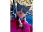 Adopt Hydra a All Black Domestic Shorthair / Domestic Shorthair / Mixed cat in