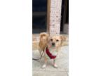 Adopt Snoops a Mixed Breed (Medium) / Mixed dog in Thousand Oaks, CA (41192742)