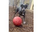 Adopt Ranger a Black Labrador Retriever / Rottweiler / Mixed (short coat) dog in