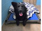 Adopt Pawly a Black Welsh Terrier / Golden Retriever / Mixed (short coat) dog in