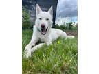 Adopt Honey a White Siberian Husky dog in Vancouver, WA (41217014)