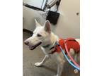 Adopt Honey a Siberian Husky dog in Vancouver, WA (41217014)