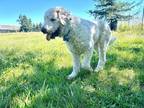Adopt Helen a White Labradoodle dog in Vancouver, WA (41217013)