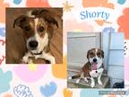 Adopt Shorty a Tan/Yellow/Fawn - with White Beagle / Mixed Breed (Medium) /