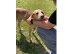 Adopt Benjy a Hound (Unknown Type) / Mixed dog in Darlington, SC (40726002)
