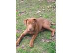 Adopt Beso a Brown/Chocolate - with White Labrador Retriever / Pit Bull Terrier