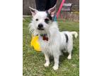 Adopt Oreo a White - with Black Wirehaired Fox Terrier / Shih Tzu / Mixed dog in