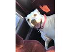 Adopt Dree a White - with Brown or Chocolate American Staffordshire Terrier /