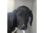 Adopt Michael a Black Hound (Unknown Type) / Mixed Breed (Medium) / Mixed (short
