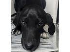 Adopt Louis a Black Hound (Unknown Type) / Mixed Breed (Medium) / Mixed (short