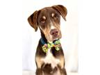 Adopt Scout a Brown/Chocolate Labrador Retriever / Mixed Breed (Medium) / Mixed