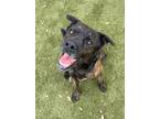 Adopt Cheeto Smuggler a Brindle Retriever (Unknown Type) / Mixed dog in