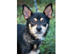 Adopt Pearla a Black Mixed Breed (Medium) / Mixed Breed (Medium) / Mixed (short