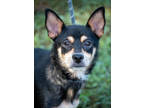 Adopt Pearla a Black Mixed Breed (Medium) / Mixed dog in Greenwood