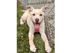 Adopt Penelope a Tan/Yellow/Fawn Golden Retriever / Mixed Breed (Medium) / Mixed