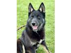 Adopt Stitch a Black Shepherd (Unknown Type) / Mixed dog in Red Bluff