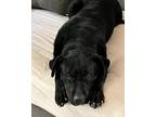 Adopt Loganberry a Black Labrador Retriever / Mutt / Mixed dog in Buffalo