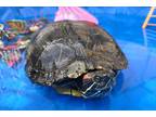 Adopt Shelly a Turtle - Water reptile, amphibian, and/or fish in San Diego
