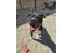 Adopt Diego a Black American Pit Bull Terrier / Mixed Breed (Medium) / Mixed