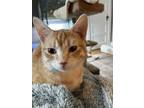 Adopt Lentil a Orange or Red Domestic Shorthair / Mixed Breed (Medium) / Mixed