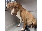 Adopt Gypsy a Brindle Mixed Breed (Medium) / Mixed dog in Greenville