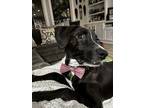 Adopt Bolt a Black Terrier (Unknown Type, Medium) / Mixed Breed (Medium) / Mixed