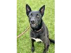 Adopt Sierra a Black Shepherd (Unknown Type) / Mixed Breed (Medium) / Mixed