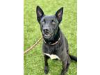 Adopt Sierra a Black Shepherd (Unknown Type) / Mixed dog in Red Bluff