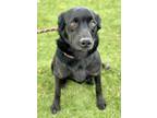 Adopt Kiki a Black Border Collie / Labrador Retriever / Mixed dog in Red Bluff