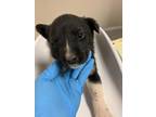 Adopt 55710257 a Black Shepherd (Unknown Type) / Mixed dog in Los Lunas