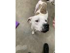 Adopt dahlia a White - with Brown or Chocolate American Pit Bull Terrier / Mixed