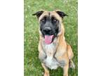 Adopt Carroll a Merle Belgian Malinois / Mixed Breed (Medium) / Mixed (short