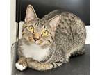 Adopt Madeline a Brown or Chocolate Domestic Shorthair / Domestic Shorthair /
