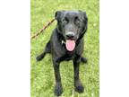 Adopt Autumn a Black Shepherd (Unknown Type) / Mixed Breed (Medium) / Mixed