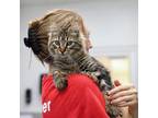 Adopt Confuscious a Brown or Chocolate Domestic Mediumhair / Domestic Shorthair