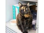 Adopt Muffin a All Black Domestic Mediumhair / Domestic Shorthair / Mixed cat in