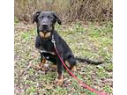 Adopt Fathom a Tricolor (Tan/Brown & Black & White) German Shepherd Dog / Mixed