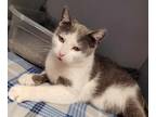 Adopt Harper a White Domestic Shorthair / Domestic Shorthair / Mixed cat in