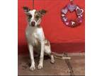 Adopt Peaches a Tan/Yellow/Fawn - with White Catahoula Leopard Dog / Mixed dog