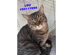 Adopt Lou a All Black Domestic Shorthair / Domestic Shorthair / Mixed cat in