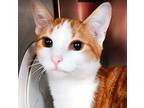 Adopt Allison - IN FOSTER a Orange or Red Domestic Shorthair / Mixed Breed