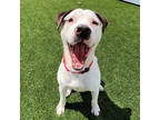 Adopt King a White Terrier (Unknown Type, Small) / Mixed dog in Atlanta