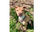 Adopt Chico a Tan/Yellow/Fawn American Pit Bull Terrier / Mixed Breed (Medium) /