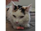 Adopt Millie a White Domestic Mediumhair / Domestic Shorthair / Mixed cat in