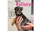 Adopt Bullseye a Black - with Tan, Yellow or Fawn Labrador Retriever /