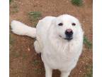 Adopt Lulu a White Great Pyrenees / Mixed Breed (Medium) dog in Crosbyton