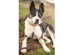 Adopt Calypso a Black - with White Husky / Labrador Retriever / Mixed dog in