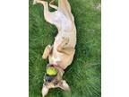 Adopt Soda a Tan/Yellow/Fawn Mixed Breed (Medium) dog in New York, NY (40562304)