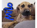 Adopt Milo a Brown/Chocolate - with Black Labrador Retriever / Pit Bull Terrier