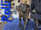 Adopt Rolli a Black - with White Labrador Retriever / Pit Bull Terrier dog in